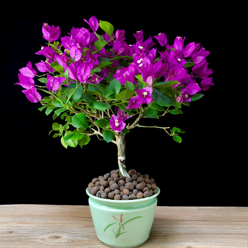 ÈýÒ¶Èý½Ç÷»¨»ÜÅèÔÔ´ø»¨·¢»õÖØ°êËļ¾¿ª»¨²»¶Ï´óÃçÅÀÌÙÖ²ÎïÒ×Ñø»î