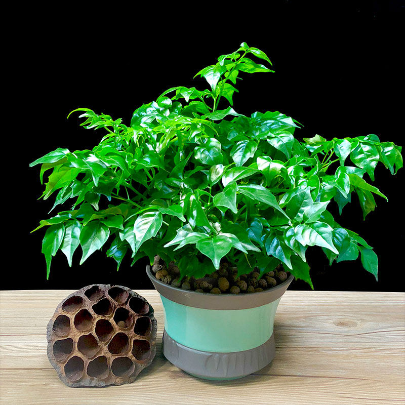 幸福树富贵树平安树绿色植物办公室绿植花卉室内植物小盆栽吸甲醛