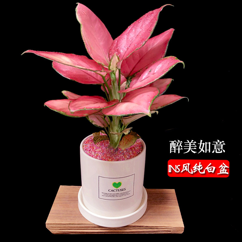 如意皇后花盆栽观叶植物水培室内客厅绿植花卉彩色粗肋草四季常青