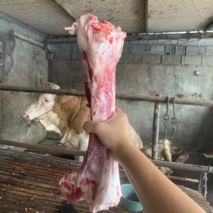 新鲜黄牛腿骨 生牛骨头 煲汤骨头 牛杂汤原料 骨头1斤价格