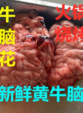 国产新鲜黄牛脑屠宰场直供