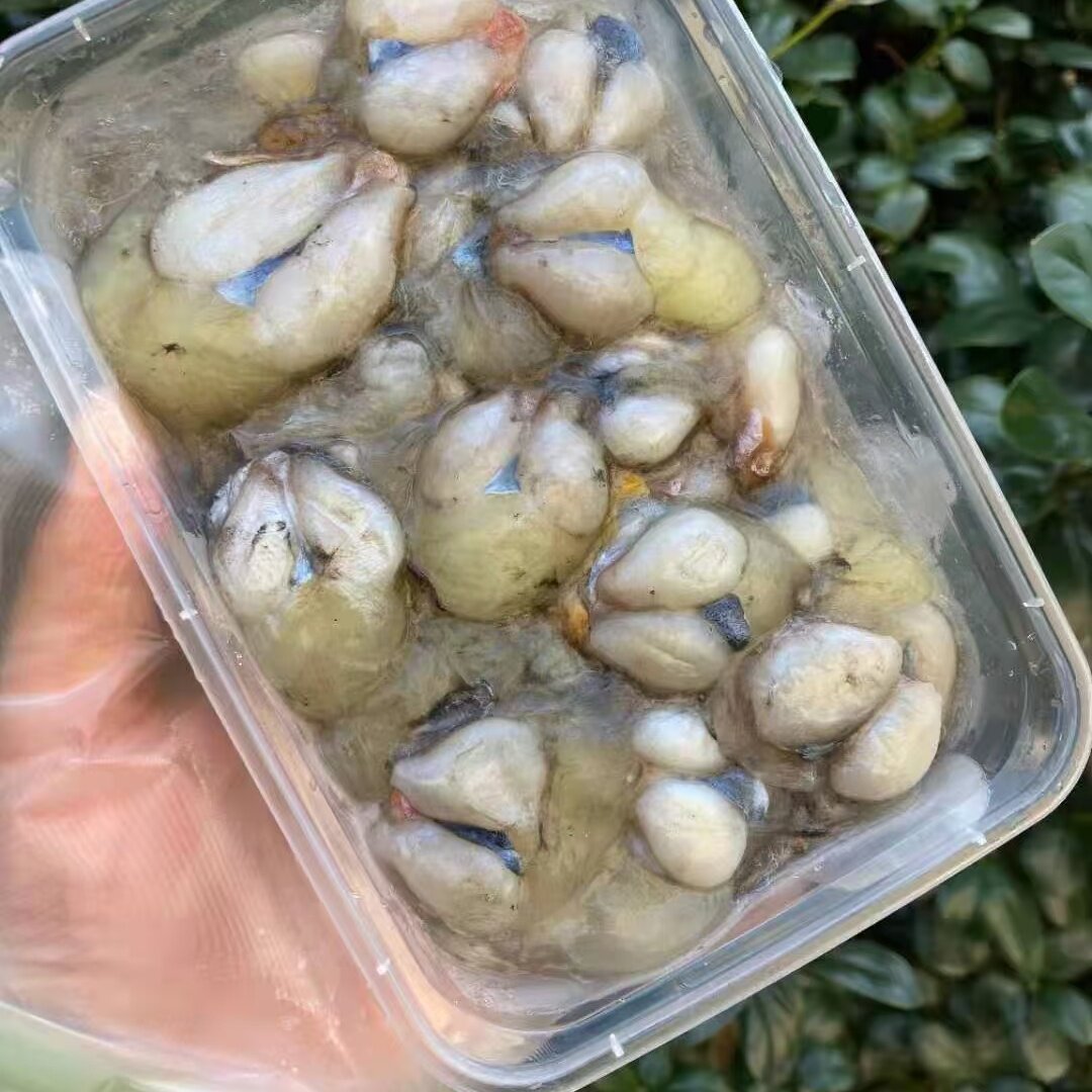 营养价值极高的全淡墨鱼蛋