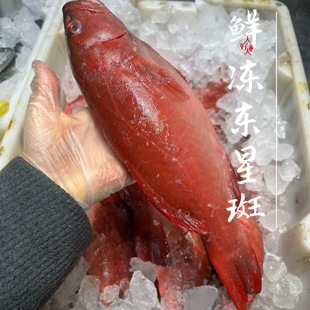 鲜冻东星斑鱼海鲜水产1-1.1斤两/1.1-1.2斤1条 多规格，按条卖