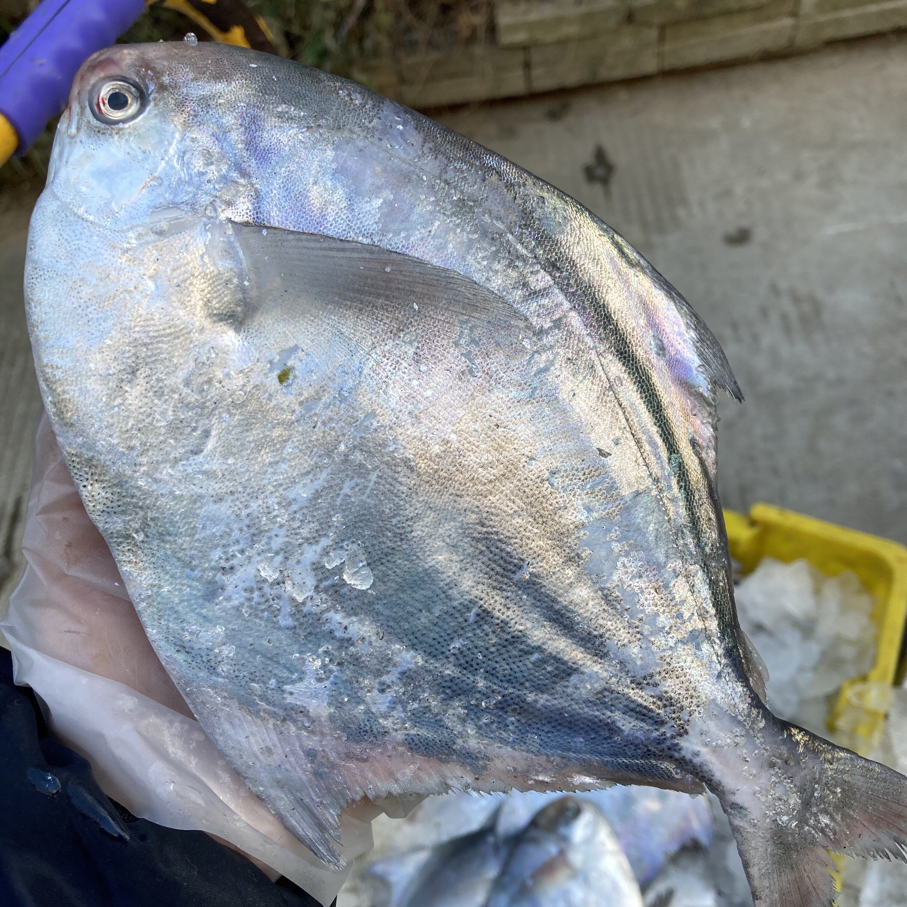 舟山新鲜渔船到货大鲳鱼扁鱼鲳鱼平鱼银鲳鱼,8-9两/条