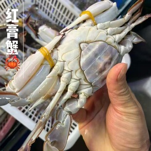 (肥壮期)舟山鲜活ye生红膏蟹(包鲜不包活),多规格