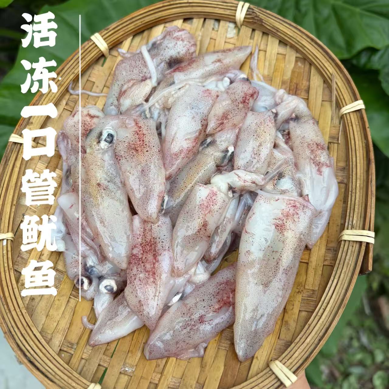 （船上活冻）姐夫船灯光一口管鱿鱼1盒（1.3斤左右），多规格