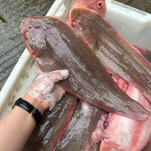 舟山渔船新鲜深海肉质肥厚沙秃，