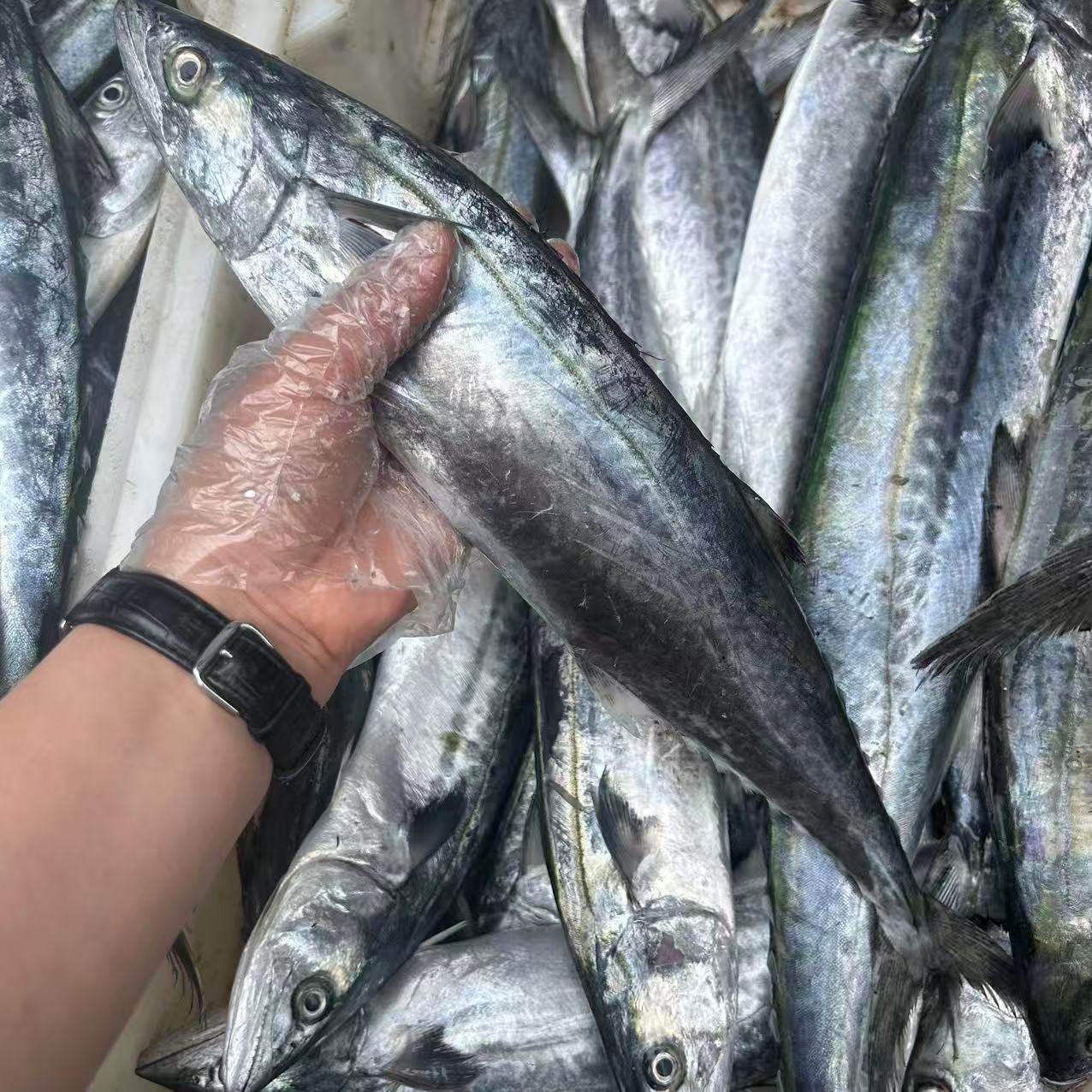 舟山鲜冻野生大马鲛鱼，多规格，按条卖,水产肉类/新鲜蔬果/熟食,马鲛鱼,淘宝优惠券,粉丝福利购,淘宝优惠卷