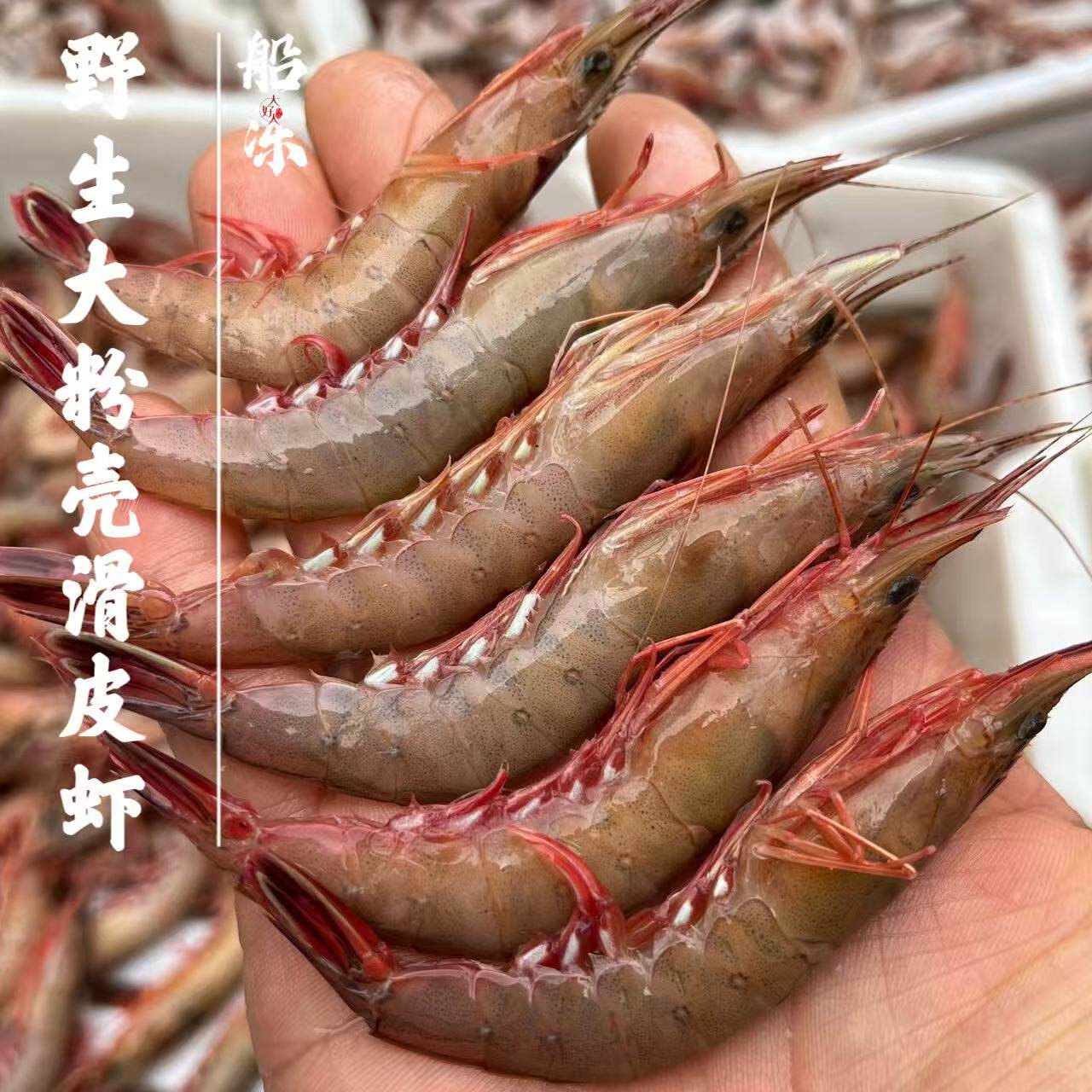 渔船新到船冻冻野生红爪子大粉壳滑皮虾，3斤1份