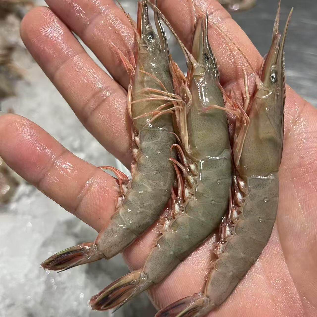 （带膏率高）野生青壳滑皮虾1斤（44只左右），3斤1份,水产肉类/新鲜蔬果/熟食,蛏子,淘宝优惠券,粉丝福利购,淘宝优惠卷