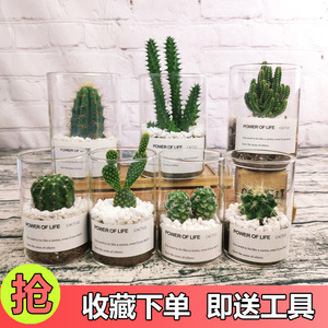 仙人掌多肉植物仙人球盆栽类室内绿植防辐射小盆栽办公室桌面开花