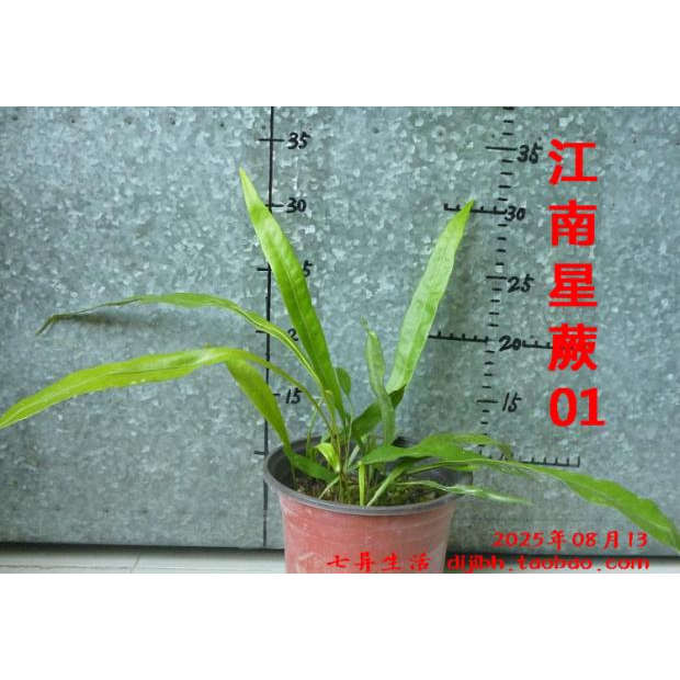 玉叶金花乌桕山苍子胡椒盆栽