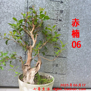 20250617 赤楠 盆景小盆栽 小叶赤山乌珠小叶赤兰老桩含土盆栽景