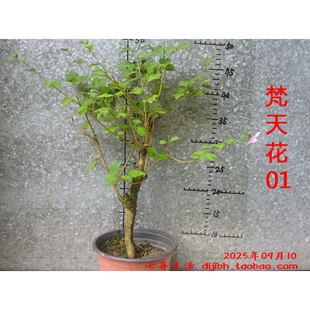20250910 梵天花山血丹小罗伞杜仲小蜡毛冬青硕苞蔷薇小盆景盆栽