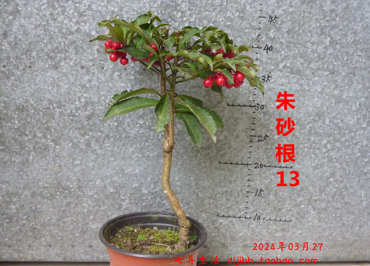 20240327朱砂根八爪金龙珍珠伞黄金万两红运当头大罗伞盆栽盆景