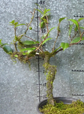 (2) 20250819 南五味子 盆景盆栽老桩盆景盆栽可食观赏雌雄同株花