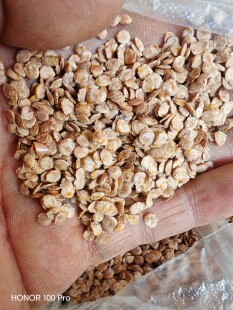 云南大树蕃茄鸡蛋果树酸汤果四季常青种植试种