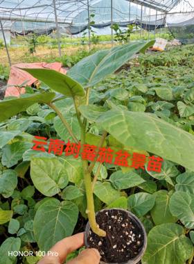 云南大树番茄盆景苗带杯发货树番茄小苗适合庭院种植无需搭架