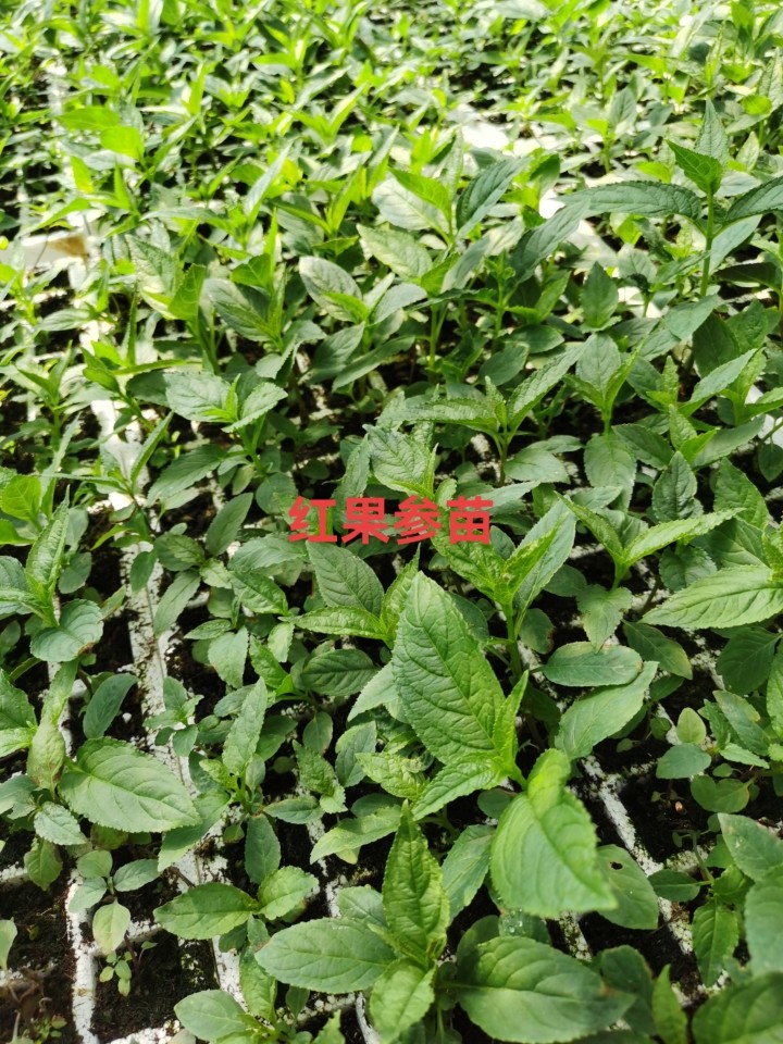 红果参四季青中药材试种包成活算盘果苗绿植盆景水果苗蛛蛛果苗