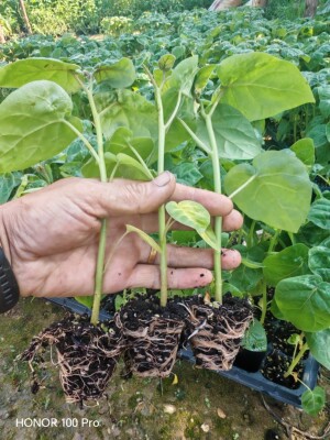 云南大树番茄盘苗树番茄小苗适合庭院种植无需搭架100棵批发包邮
