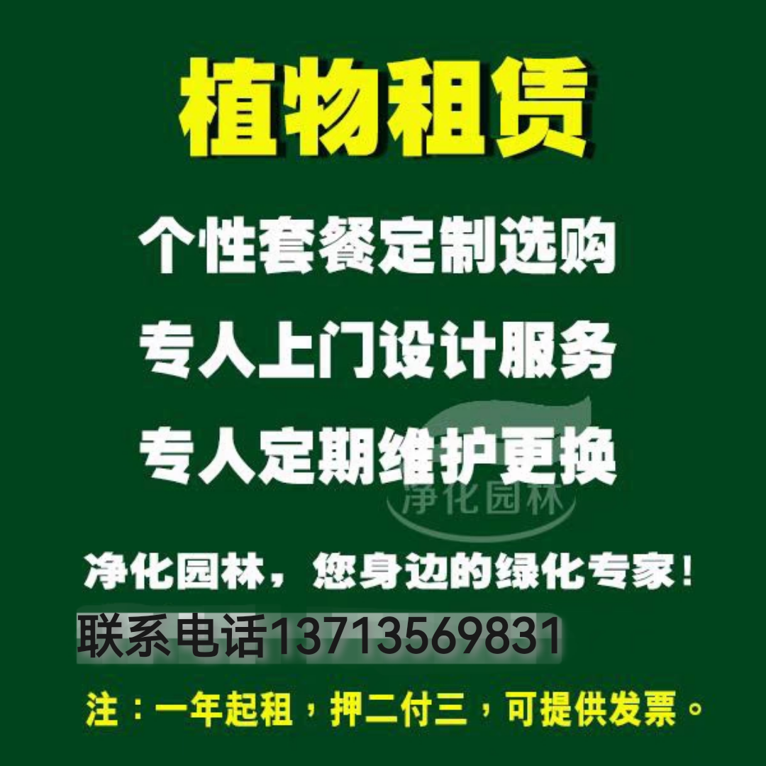 深圳同城绿植租赁花卉租赁绿植租摆 植物租赁办公室绿植大型绿植