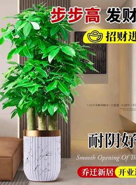 深圳发财树开业乔迁送礼送货上门