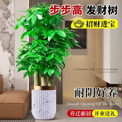 深圳发财树开业乔迁送礼送货上门