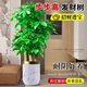 深圳发财树室内客厅办公室招财乔迁新居绿植大型植物盆栽同城配送