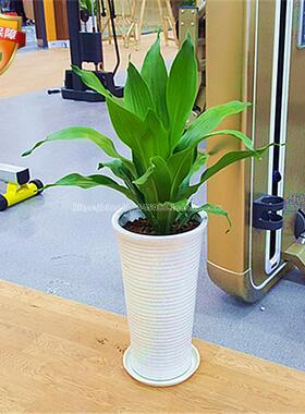 深圳同城也门铁巴西铁香龙血树绿植盆栽室内前台花卉植物促销新品