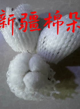 新疆原生态干棉花朵带籽棉桃摆件结婚伴手礼家居装饰干枝棉花朵