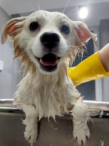 暮芯上海宠物寄养家庭店铺寄养上门铲屎遛狗