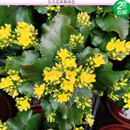 长寿花单瓣黄色岩丁复色多肉绿植室内阳台盆栽多肉植物四季开花