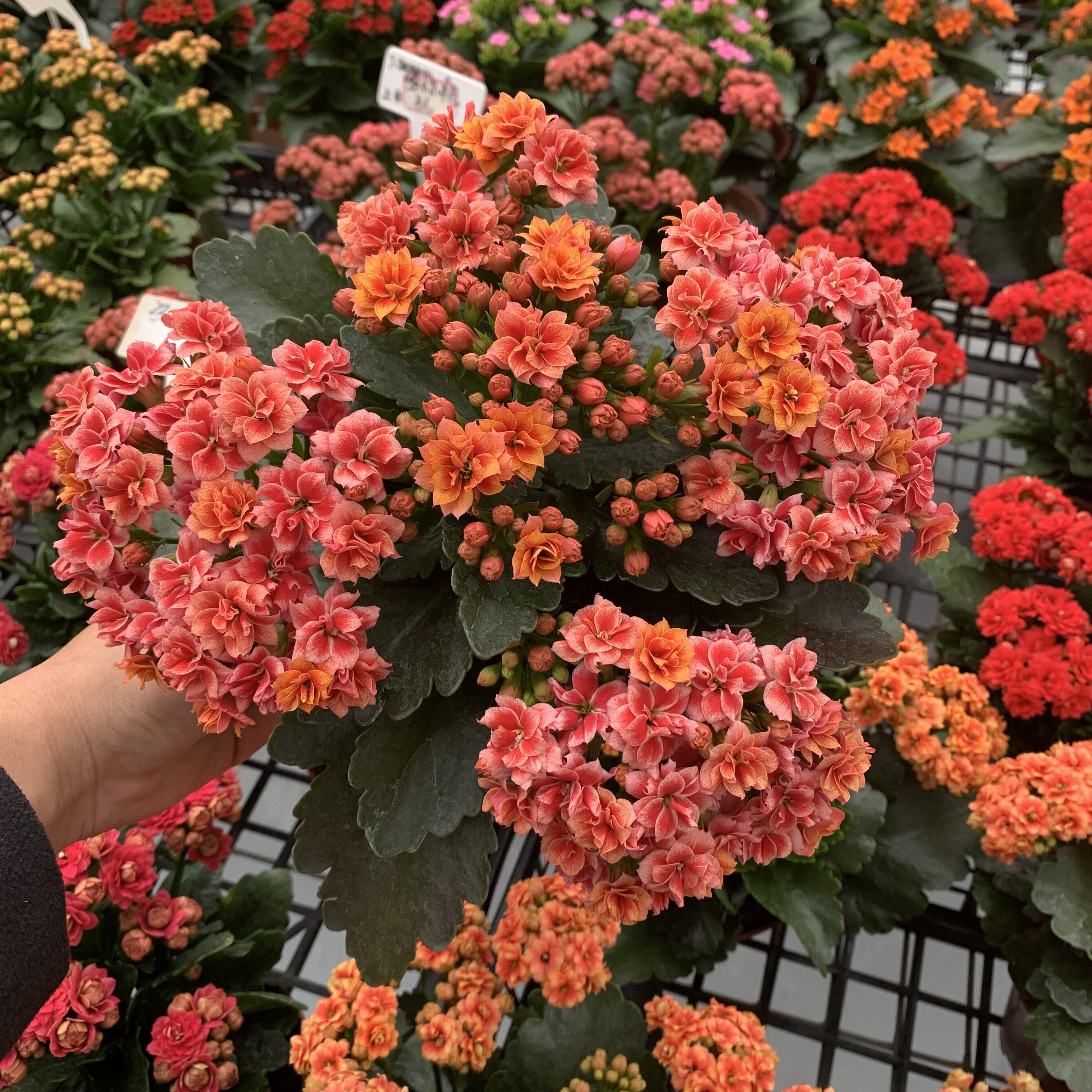 长寿花重瓣大花复色新品系列牛顿烟花渐变色巴黎大花办公阳台