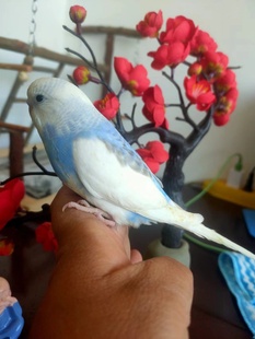 金彩虎皮普通虎皮大头虎皮送运输笼药品指导彩页包邮包活