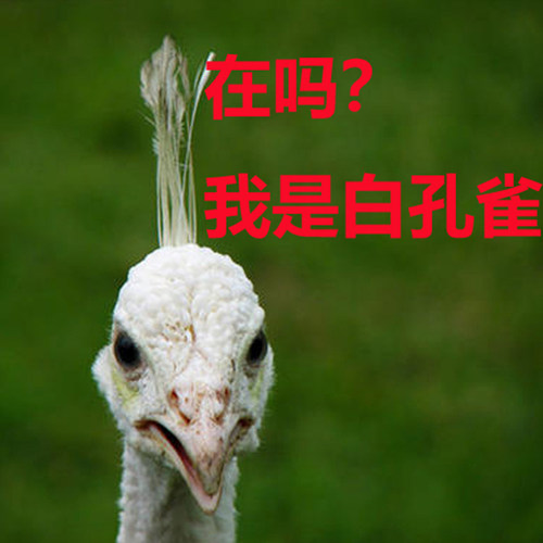 纯白孔雀活体脱温苗宠物鸟