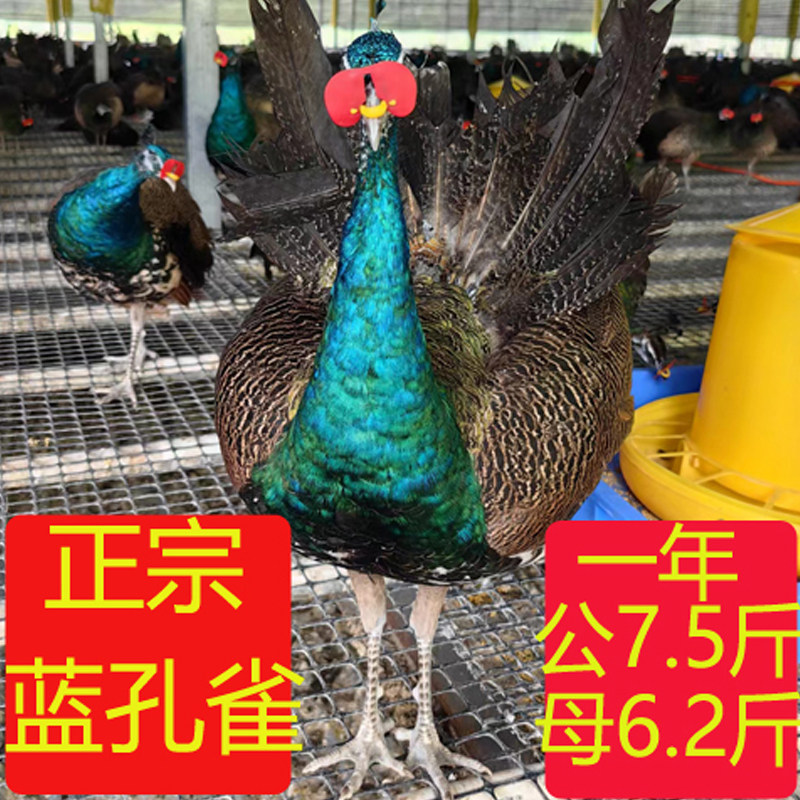 正宗七彩蓝孔雀苗真孔雀活体公母一对活物白孔雀花孔雀幼苗观赏鸟