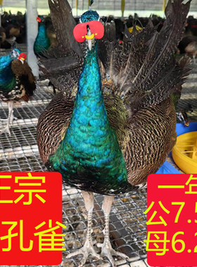 正宗七彩蓝孔雀苗真孔雀活体公母一对活物白孔雀花孔雀幼苗观赏鸟