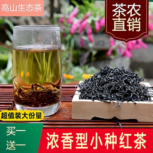 高山古树新茶日照充足松阳