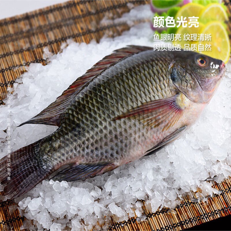 新鲜鲜活现杀三去罗非鱼福寿鱼酸菜鱼片淡水鱼烧烤鱼非洲鲫鱼