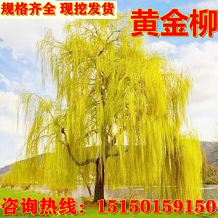 黄金柳 垂柳树苗 柳树枝条垂杨柳树苗垂柳苗竹柳树行道大树旱柳树