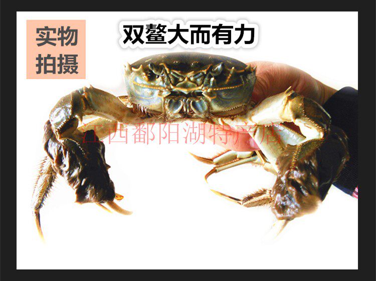 江西鄱阳湖®大闸蟹全母鲜活螃蟹大闸蟹