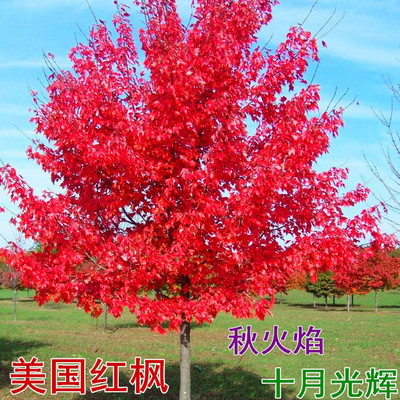 红枫红舞姬风景树庭院美国红冠苗日本红枫树苗木观赏绿化地栽