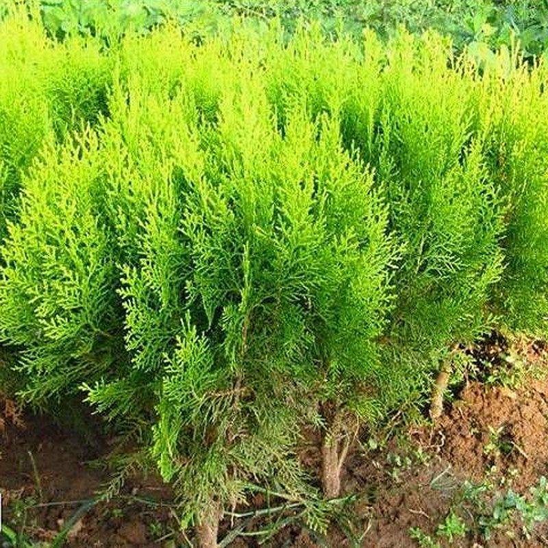 洒金绿化小苗松柏柏树庭院苗扇行湖南洒道金柏苗苗苗木撒金柏柏树