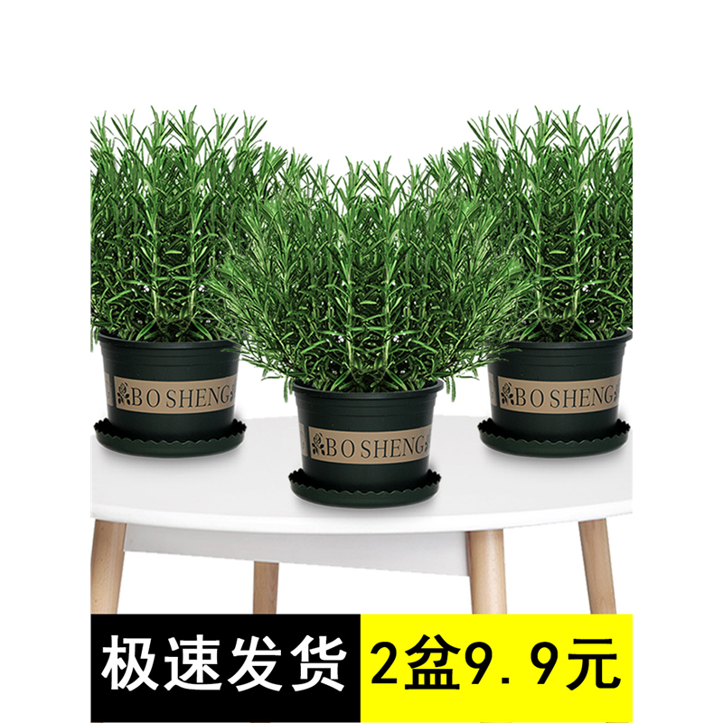 迷迭香盆栽可食用新鲜大株百里香牛排用烘培蛋糕装饰香草驱蚊绿植,鲜花速递/花卉仿真/绿植园艺,绿植,淘宝优惠券,粉丝福利购,淘宝优惠卷