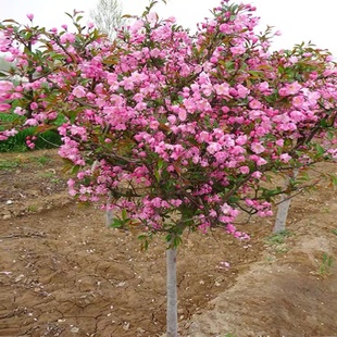 西府海棠花垂丝北美海棠耐寒大型行道绿化苗木地栽庭院阳台盆栽