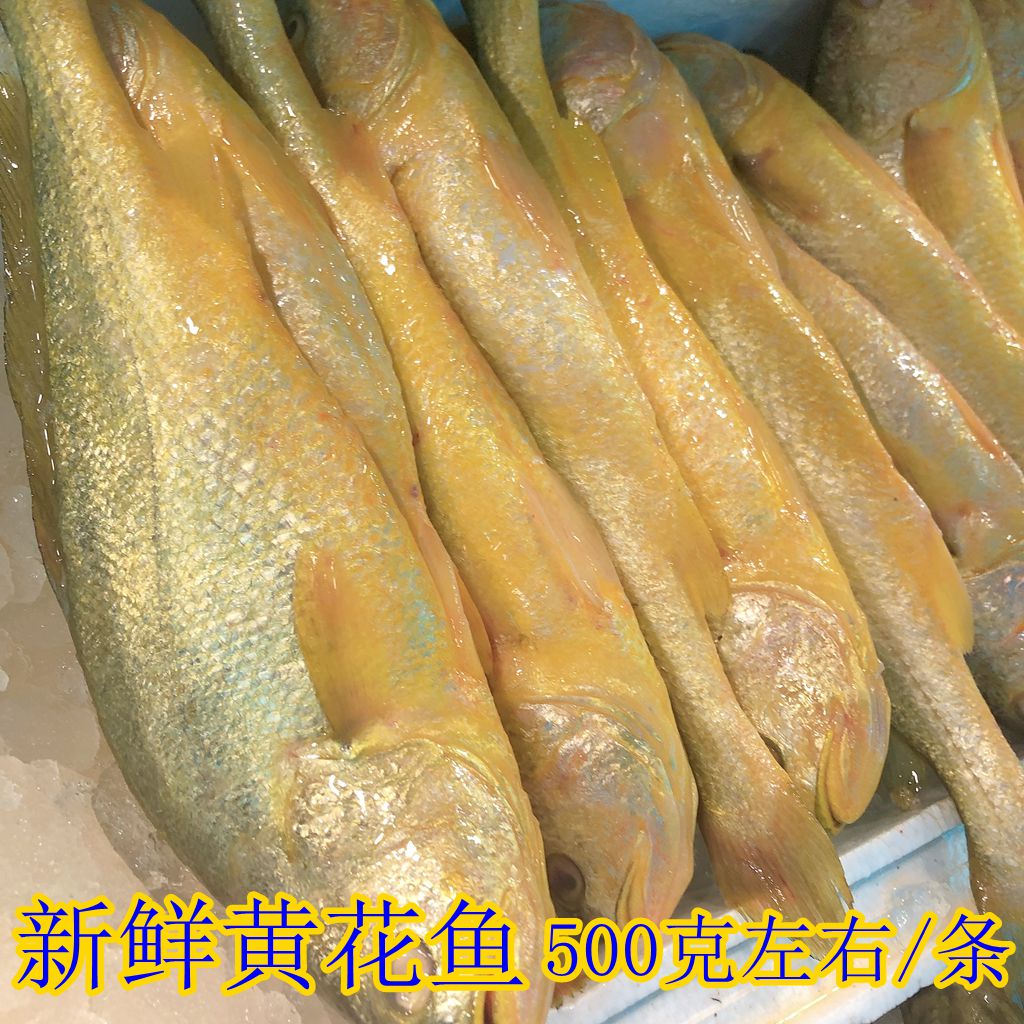新鲜大黄花鱼冷冻生鲜水产黄鱼连云港海鲜大黄鱼