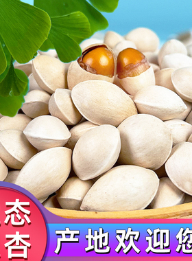 2025年鲜果带壳新湿白果生银杏果百果无漂泊江苏泰州邳州500g5斤