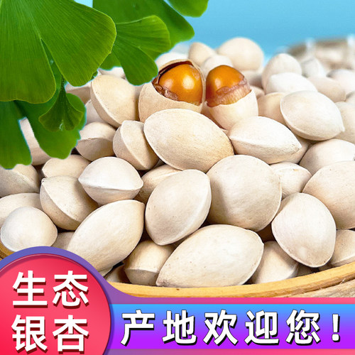 2026年鲜果带壳新湿白果生银杏果百果无漂泊江苏泰州邳州500g5斤