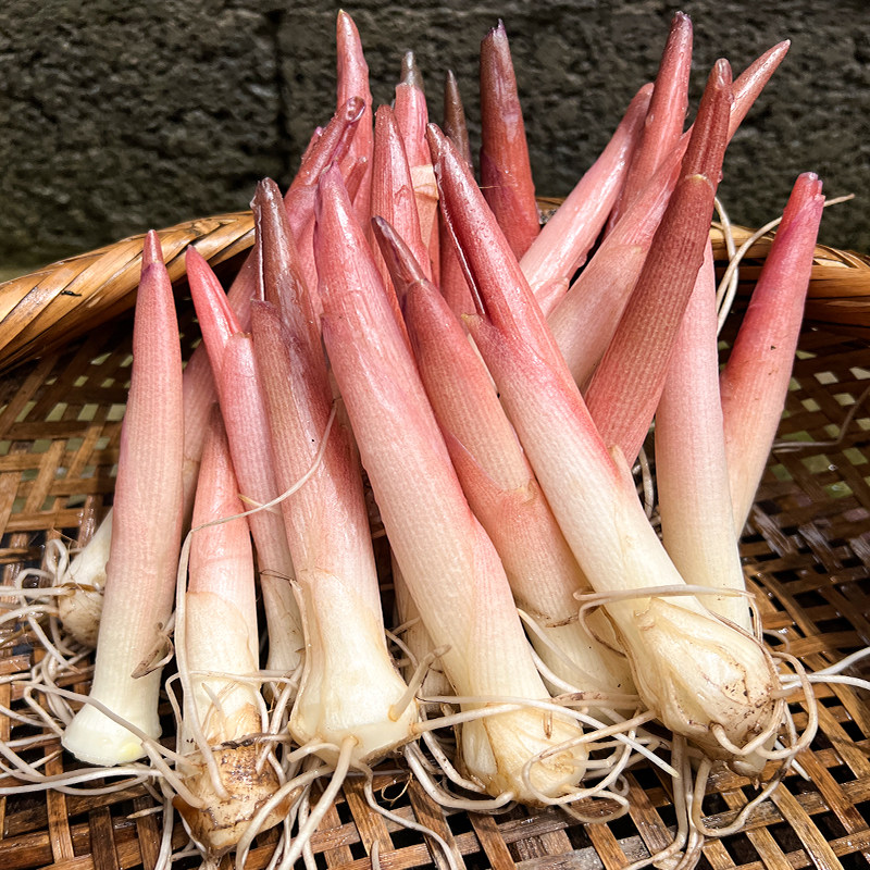 洋荷笋新鲜阳荷姜笋嫩芽阳河蘘姜阳和当季农家蔬菜恩施新鲜阳荷笋