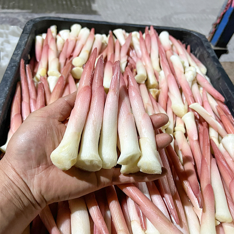 阳荷笋现挖阳荷姜新鲜笋嫩芽阳河蘘姜当季农家蔬菜恩施新鲜洋荷笋